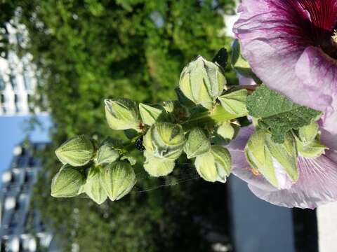 Image of hollyhock