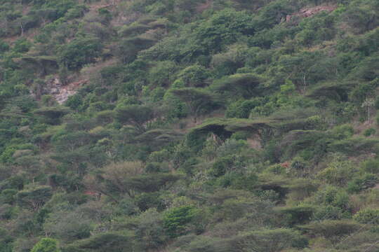 Plancia ëd Vachellia planifrons (J. König ex Wight & Arn.) Ragup., Seigler, Ebinger & Maslin