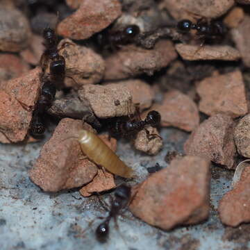 Image of subterranean silverfish