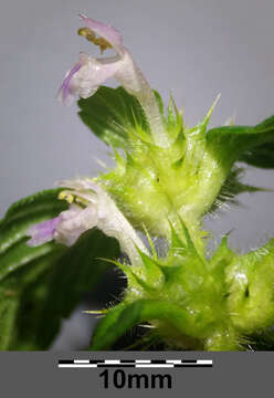 Image of lesser hemp-nettle