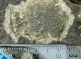 Image of rim lichen