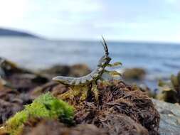 Image of Rockweed Isopod