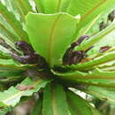 Image de Cyanea hamatiflora Rock