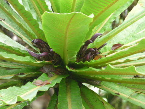 Image of wetforest cyanea