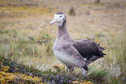 Image of Amsterdam Albatross