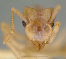 Image of Cyphomyrmex flavidus Pergande 1896