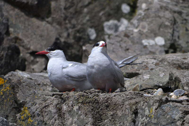 Image of Antarctic Tern