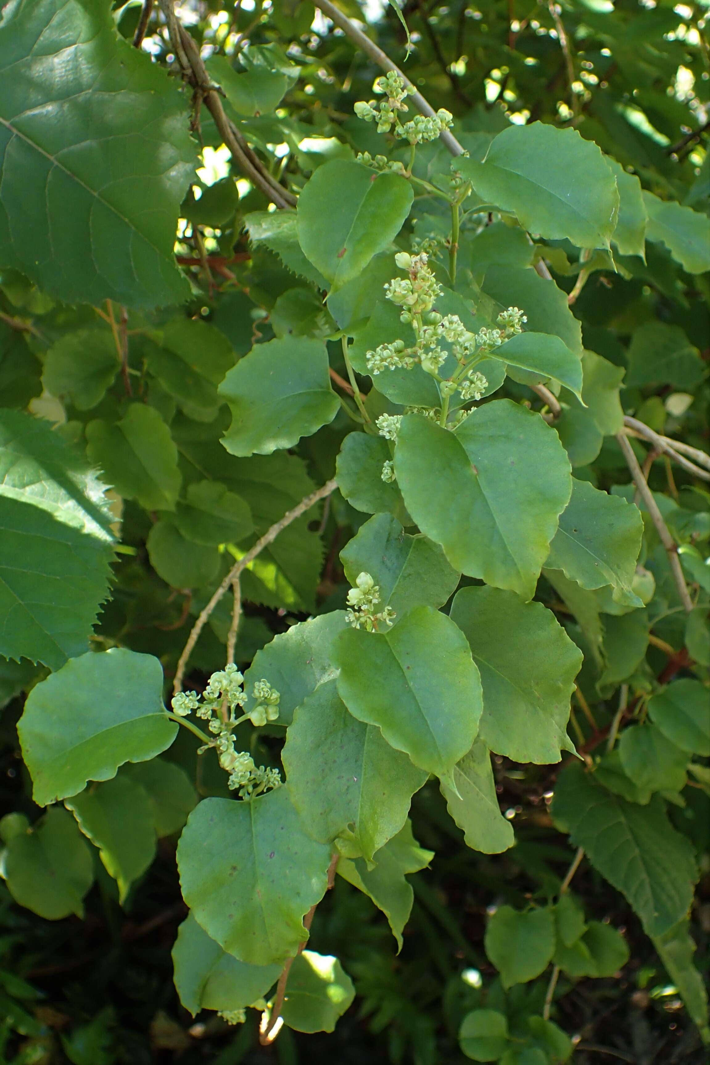 Image of Muehlenbeckia australis (Forst. fil.) Meisn.