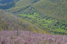 Image of Erica australis L.