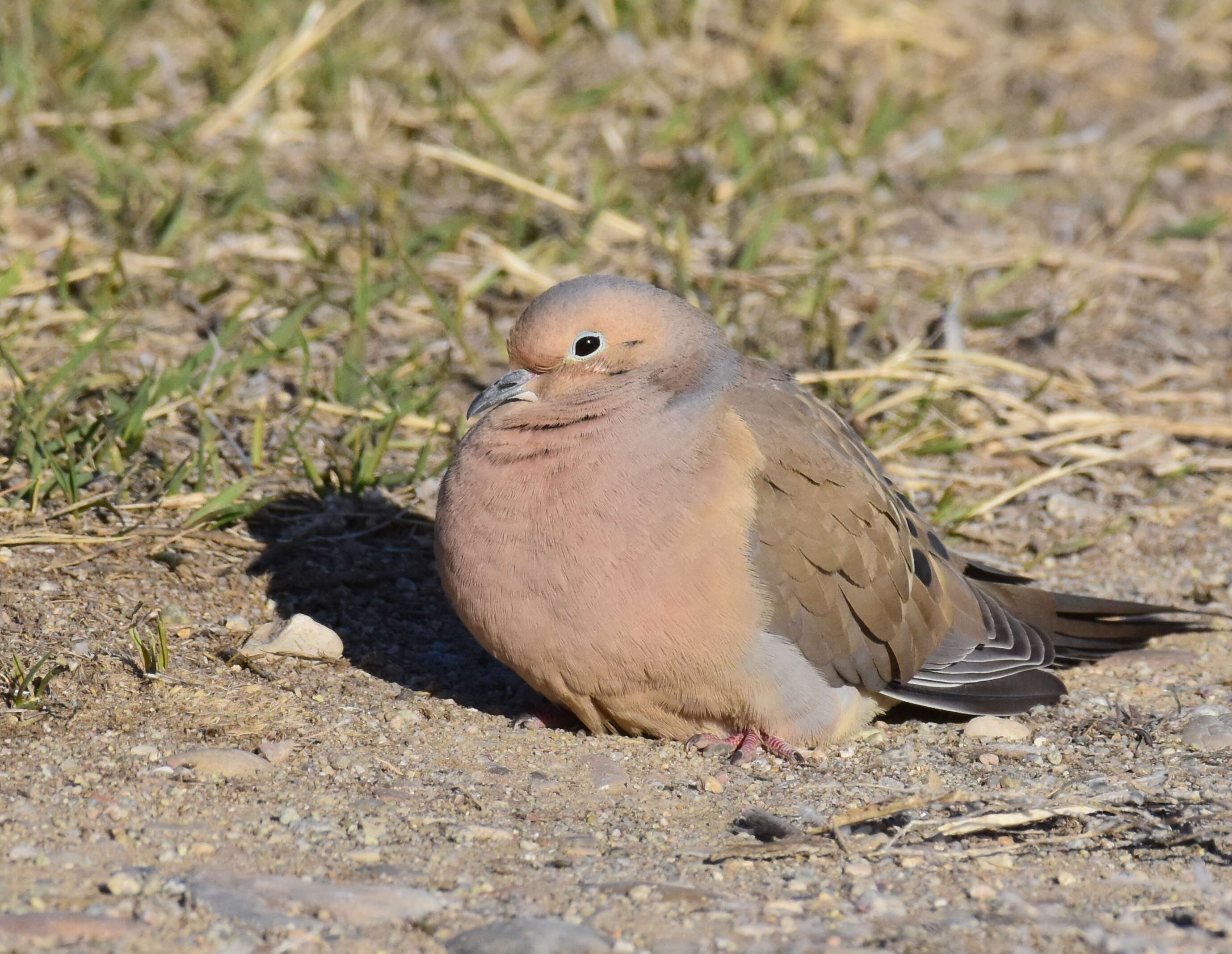 Image of American Mourning Dove