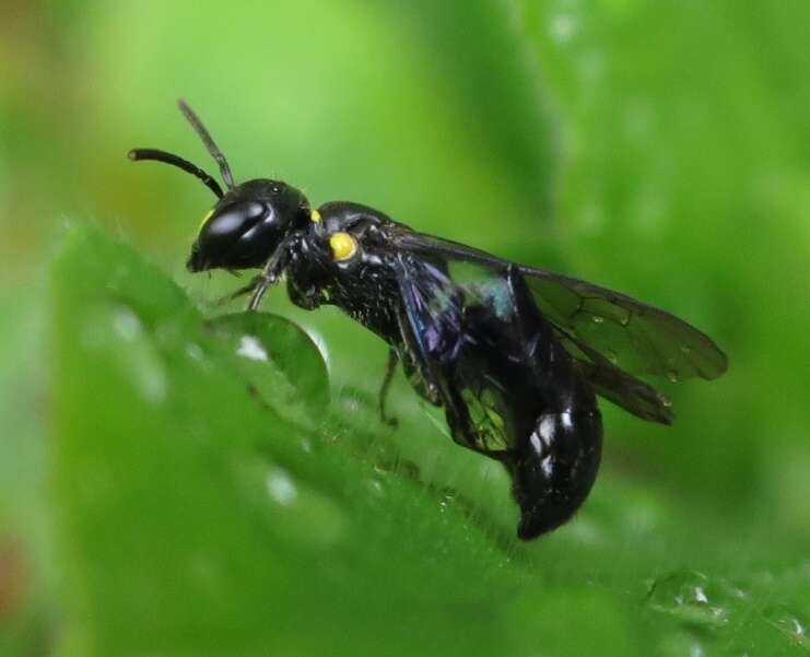 Image of Māori Masked Bee