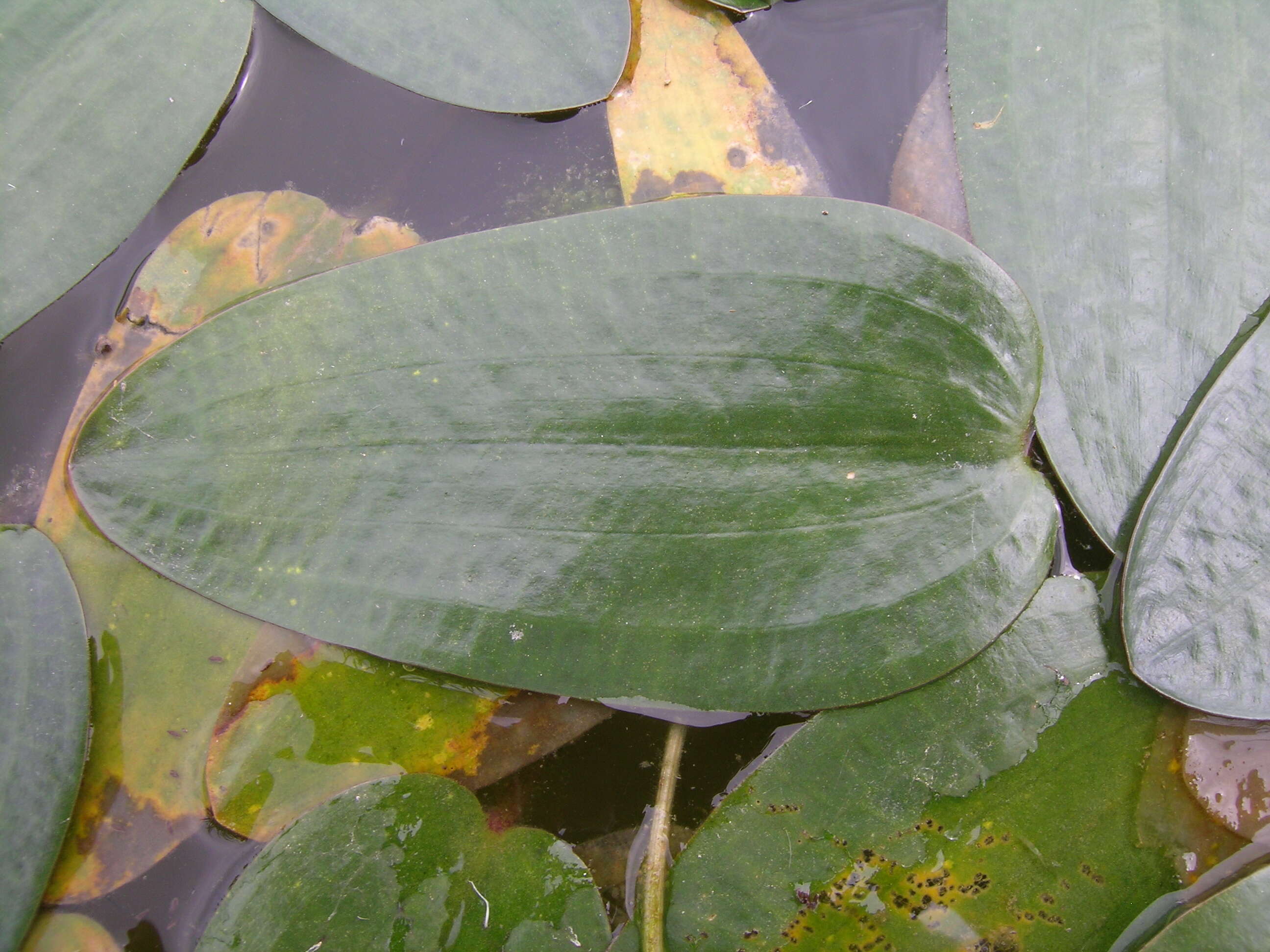 Image of Ottelia ovalifolia (R. Br.) Rich.