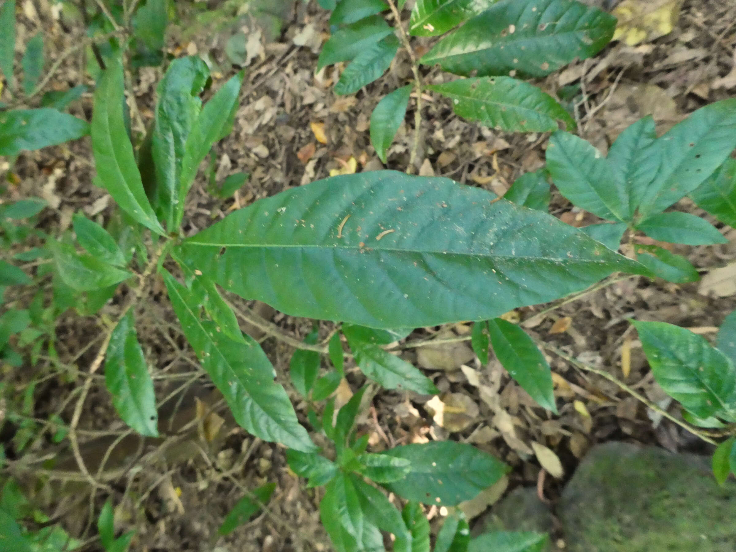 Plancia ëd Gardenia actinocarpa Puttock