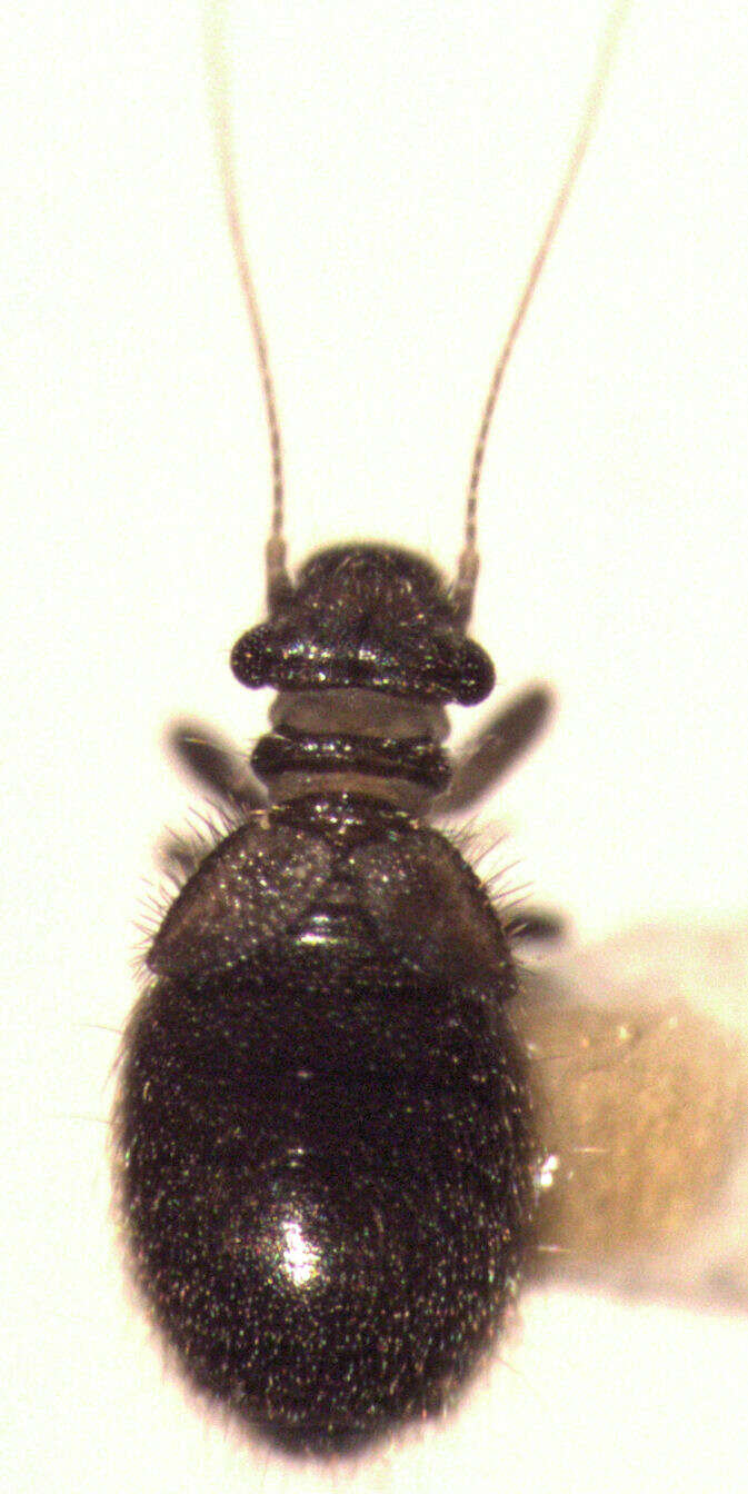 Image of Reticulate-winged Trogiid
