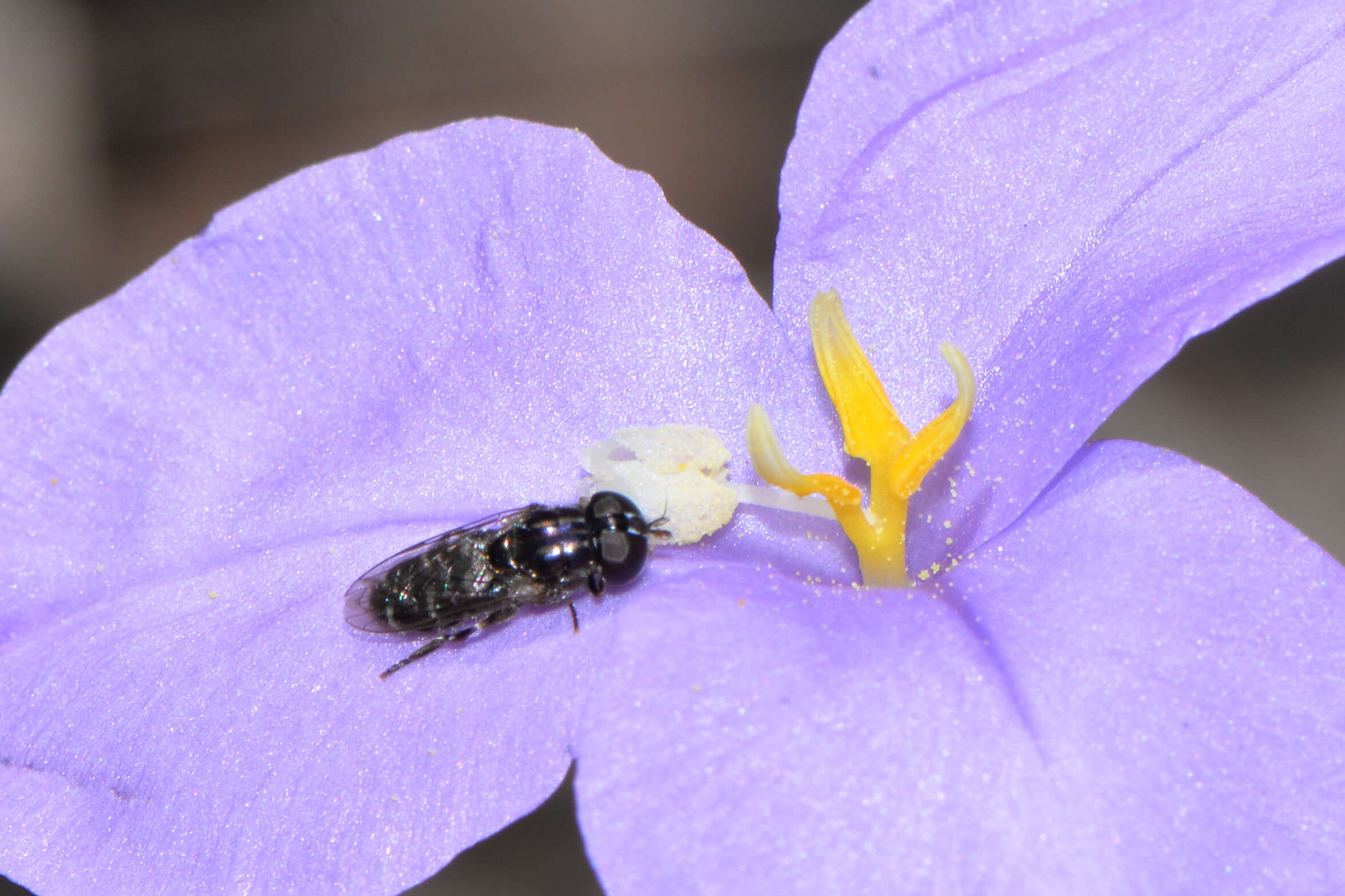 Image of Purple Flag