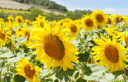 Image of common sunflower