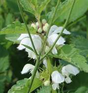 Image of white deadnettle