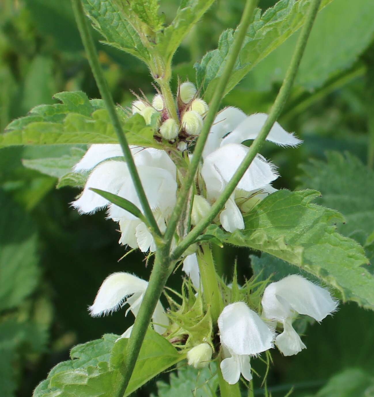 Image of white deadnettle