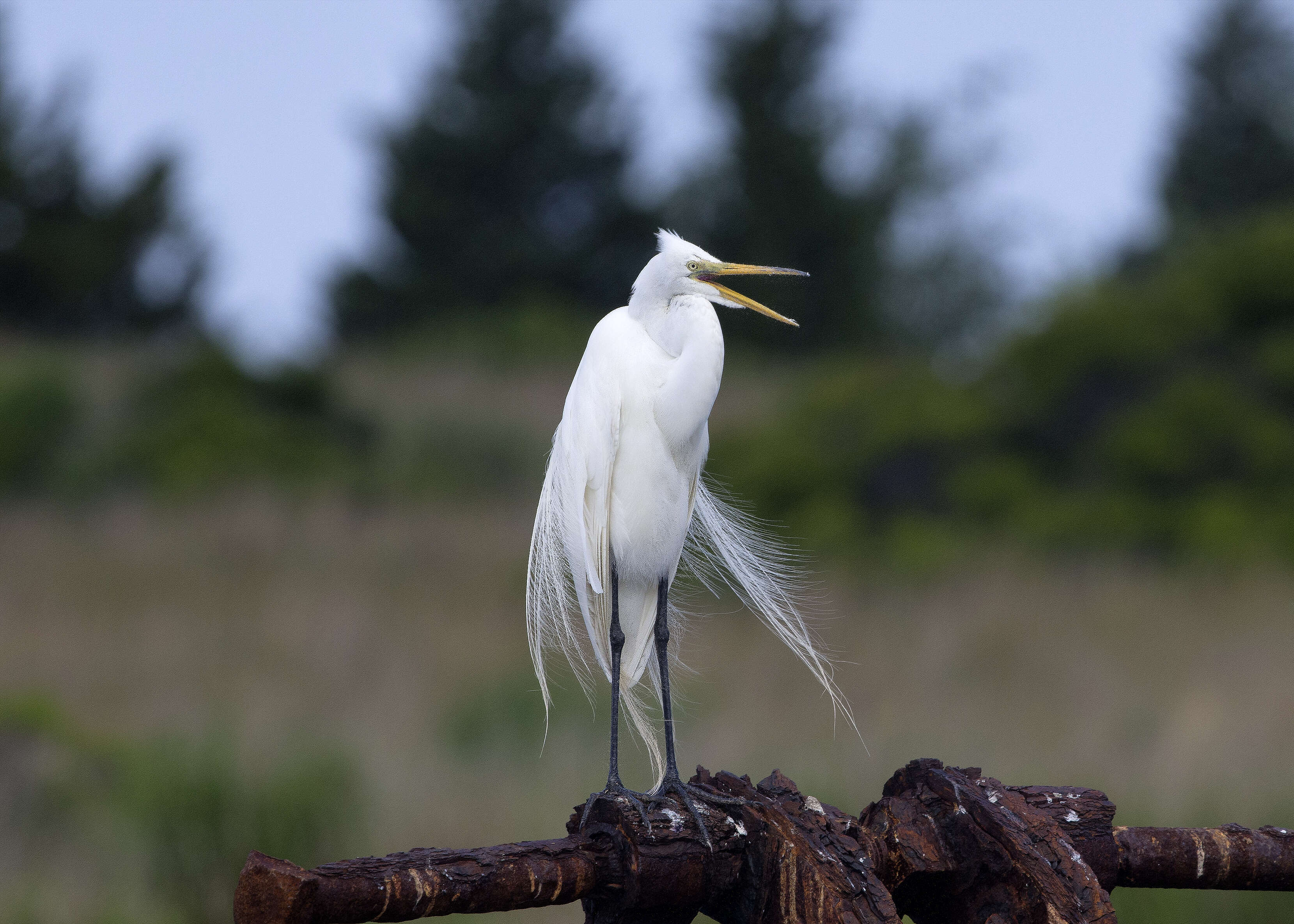 Image of Great Egret