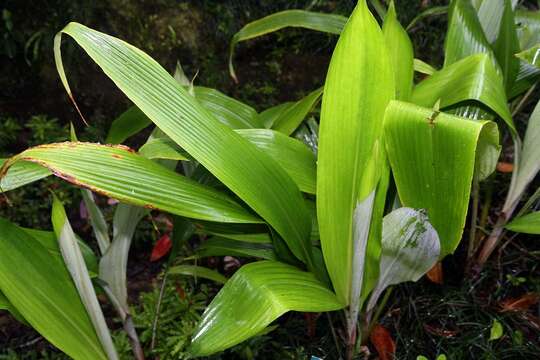 Слика од Pitcairnia corallina Linden & André