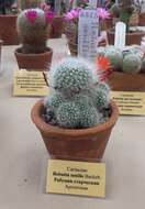 Image of Rebutia minuscula K. Schum.