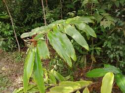 Image of Pleated ginger