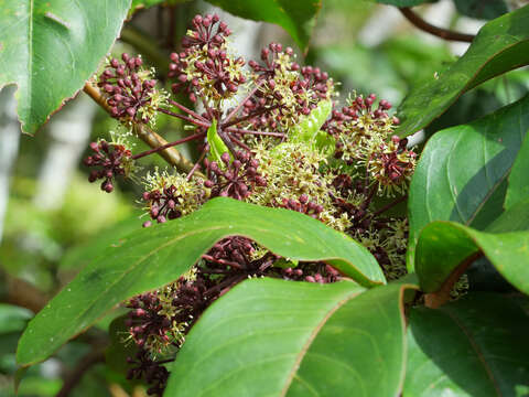 Image of shrub panax