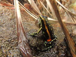 Image of Lutz's Poison Frog