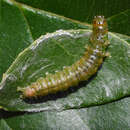 Image of Chalcidoptera thermographa