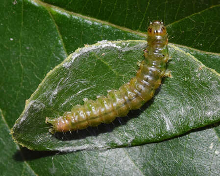 Chalcidoptera thermographa resmi