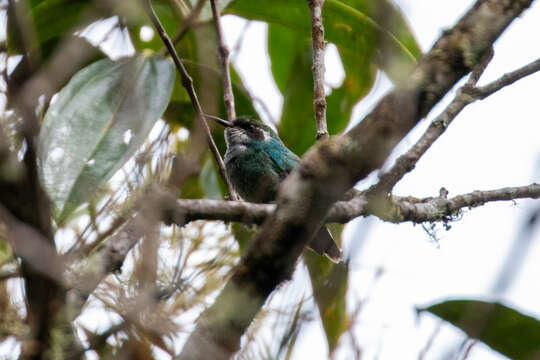 Image de Colibri de Geoffroy