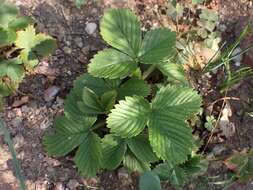 Image de Fragaria orientalis Losinsk.