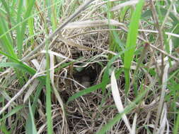 Image of Grasshopper Sparrow