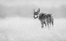 Image of Indian Wolf