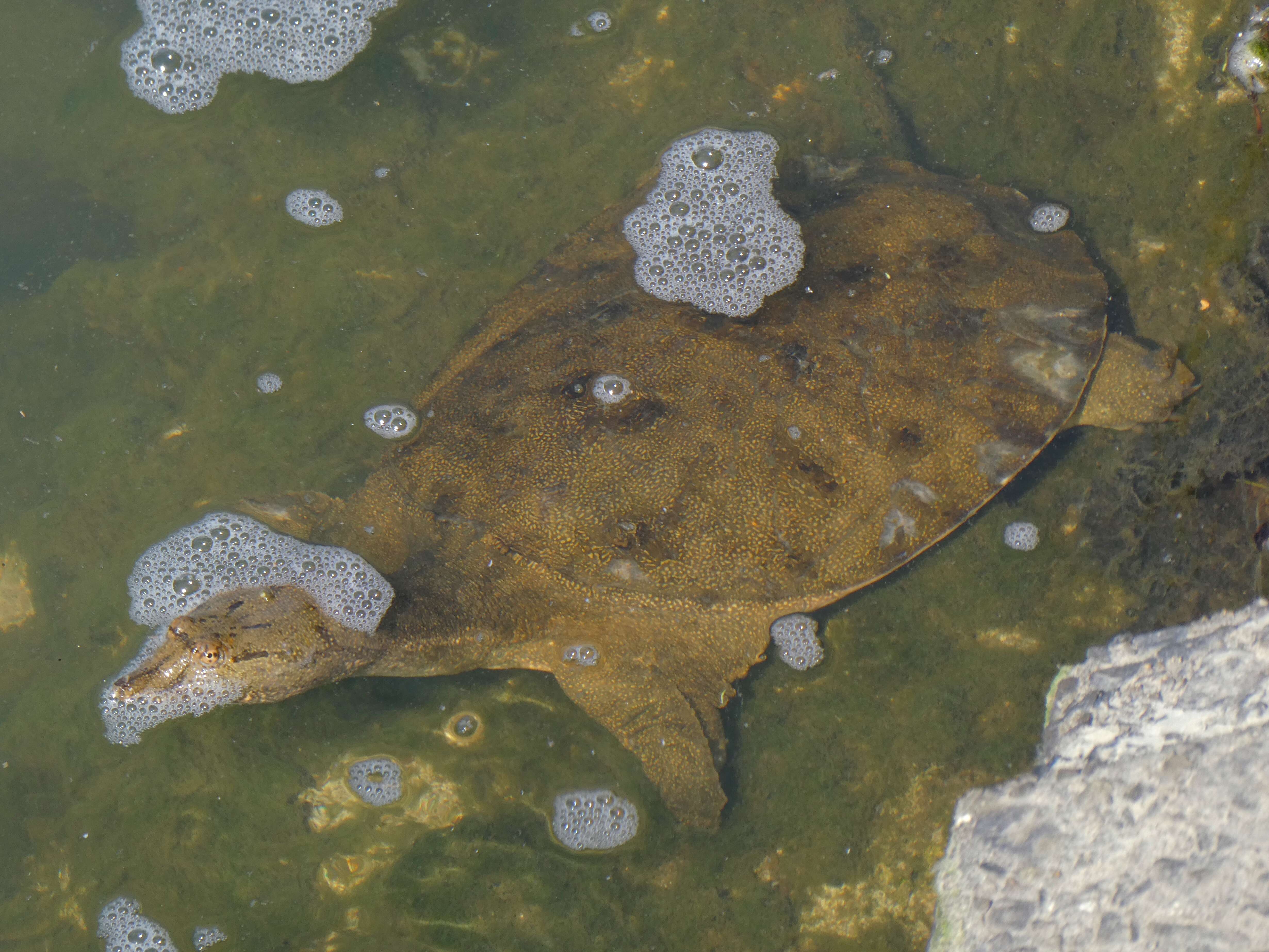 Image of Northern Chinese softshell turtle