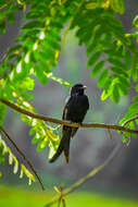 Image of Black Drongo