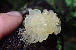 Image of snow fungus