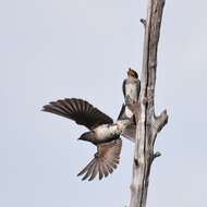 Image of Purple Martin