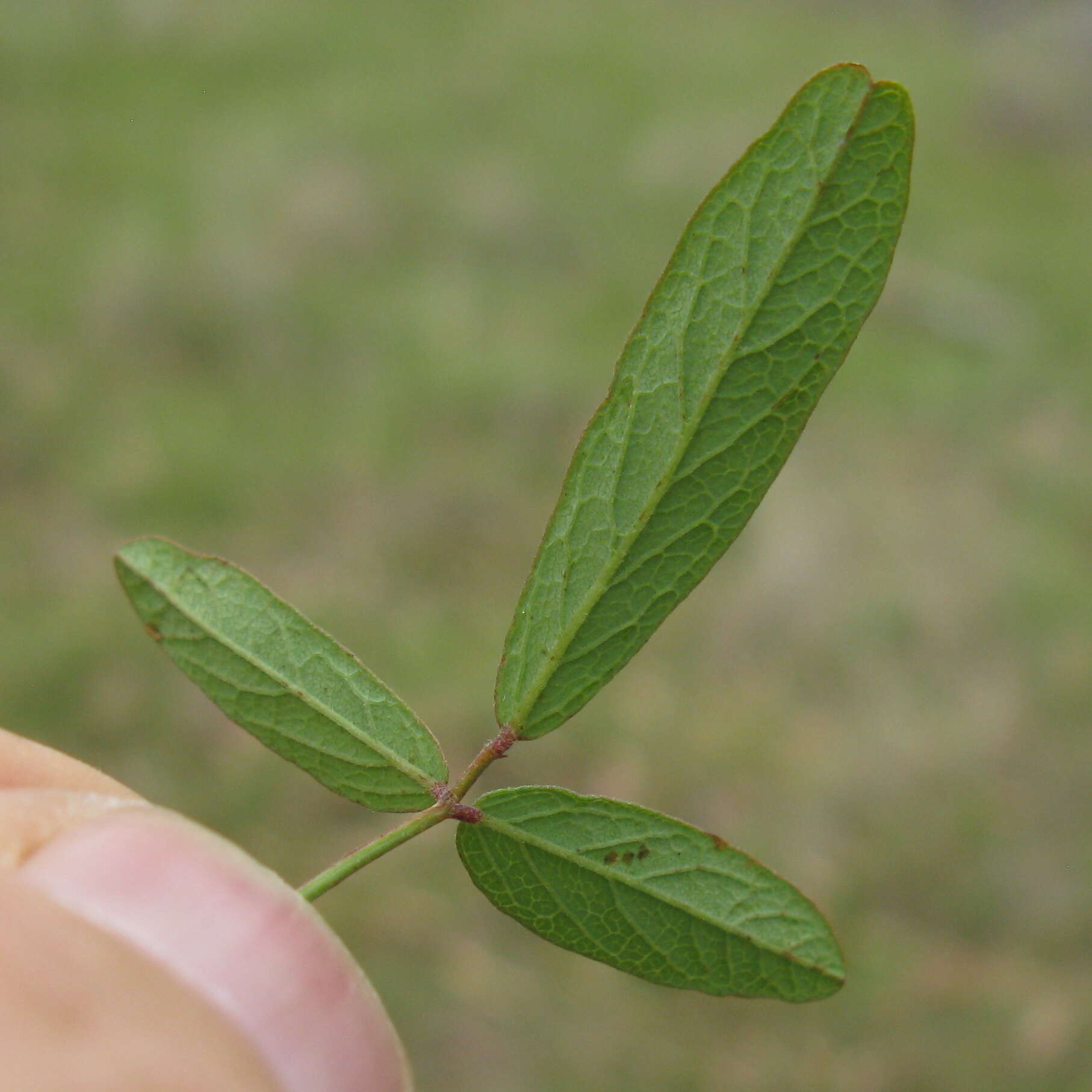 Image of Desmodium varians (Labill.) G. Don