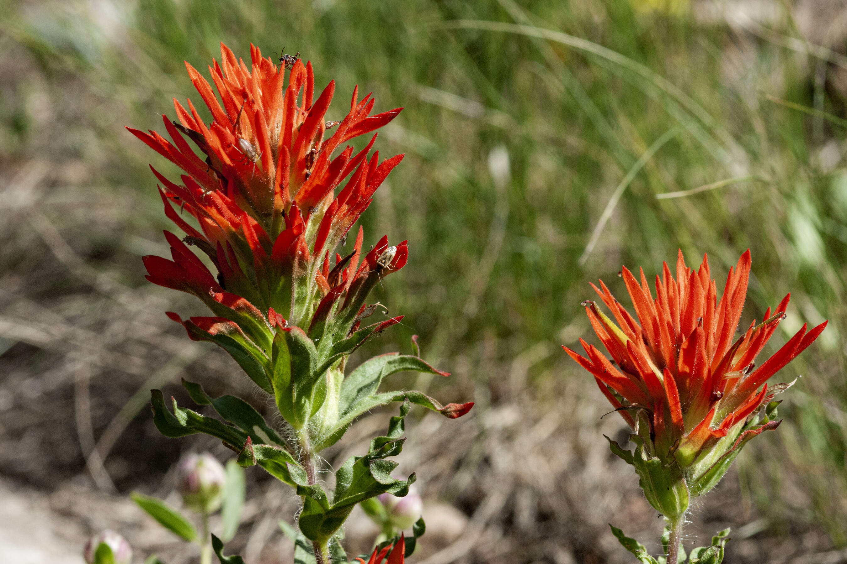 Image of wavyleaf Indian paintbrush