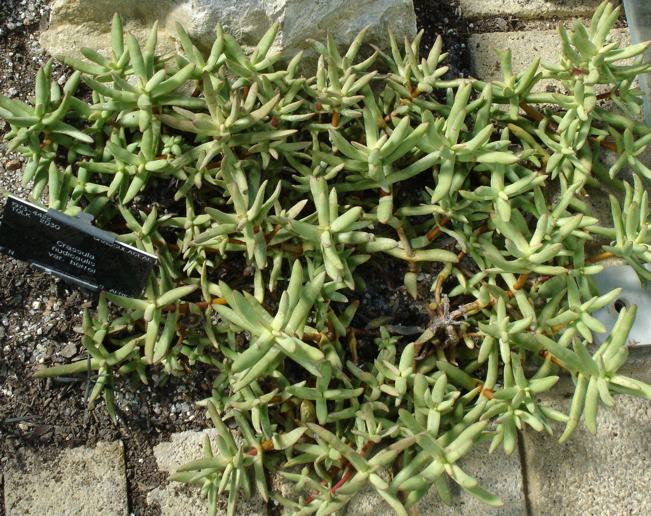 Image of Redleaf crassula