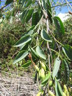 Image of tree tobacco