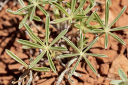 Image of Silver-stem Lupine