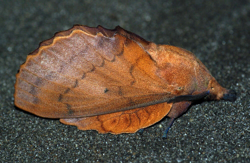 Image of lappet moth