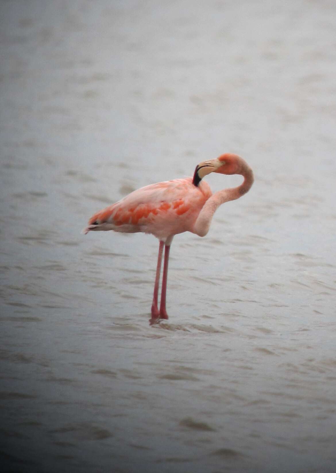 Imagem de Phoenicopterus ruber Linnaeus 1758