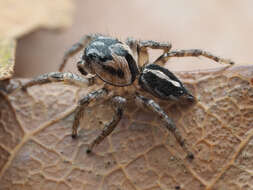 صورة Habronattus trimaculatus Bryant 1945