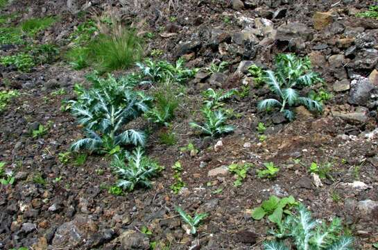 Image of Hawaiian prickly poppy