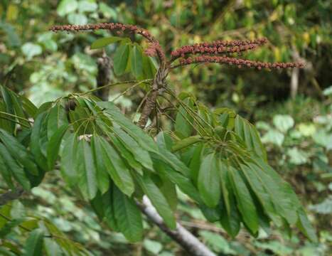 Image de Heptapleurum actinophyllum