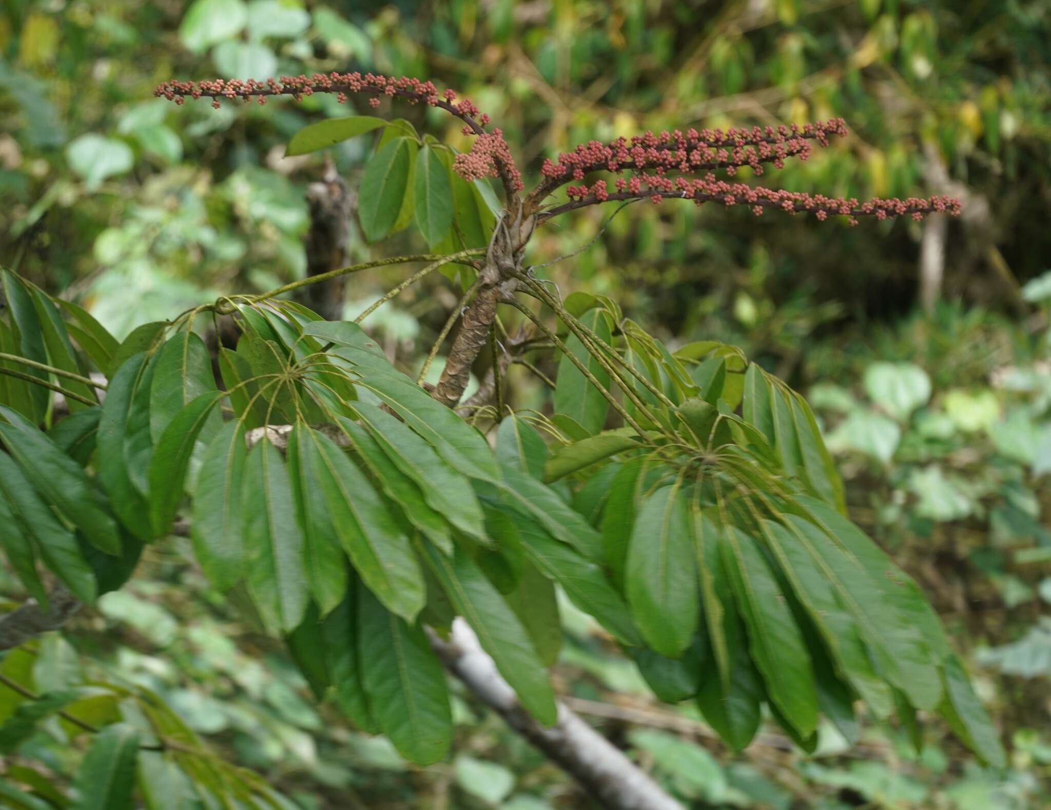 Image of Heptapleurum actinophyllum