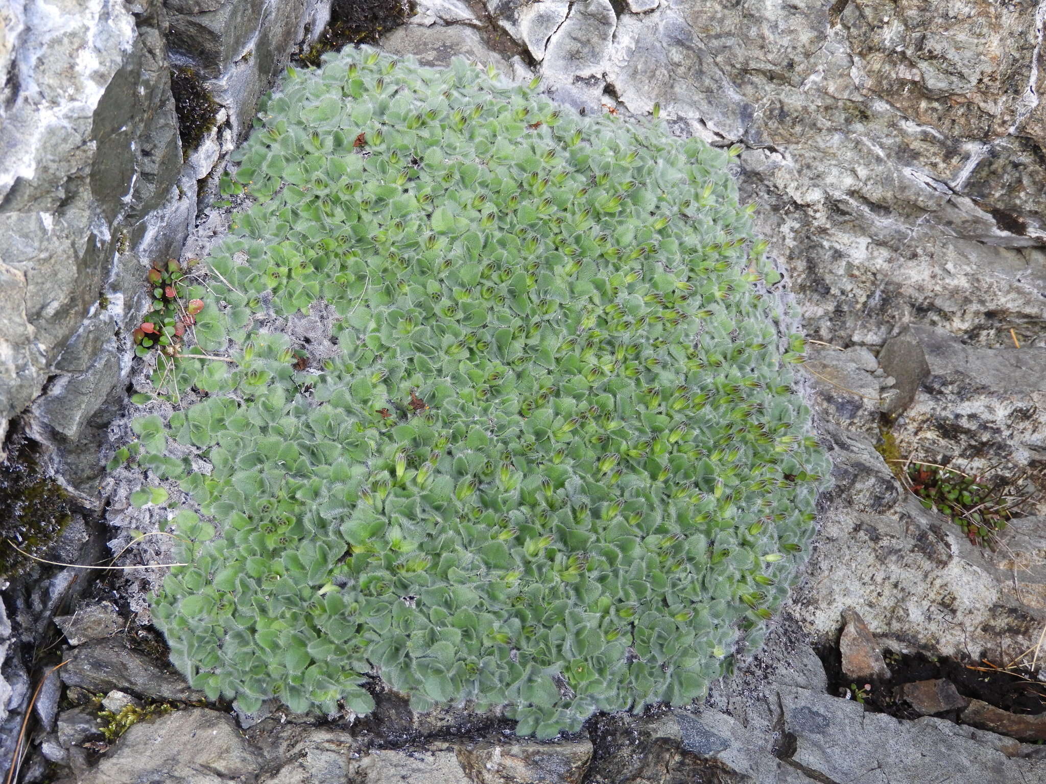 Plancia ëd Myosotis retrorsa Meudt, Prebble & Hindm.-Walls